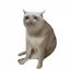 CASHCAT logo
