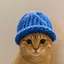 CATWIF logo
